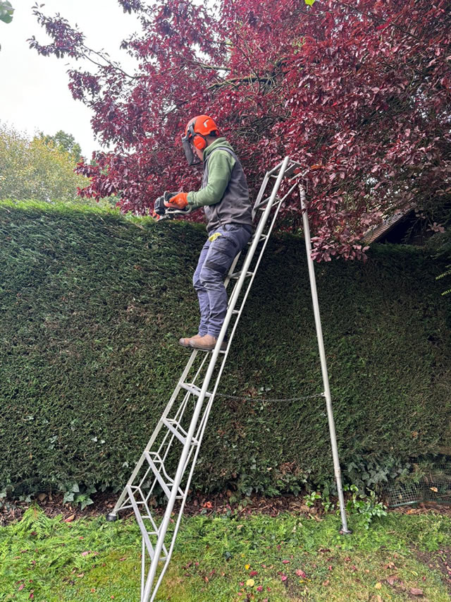 Harrogate Hedge Cutting Services